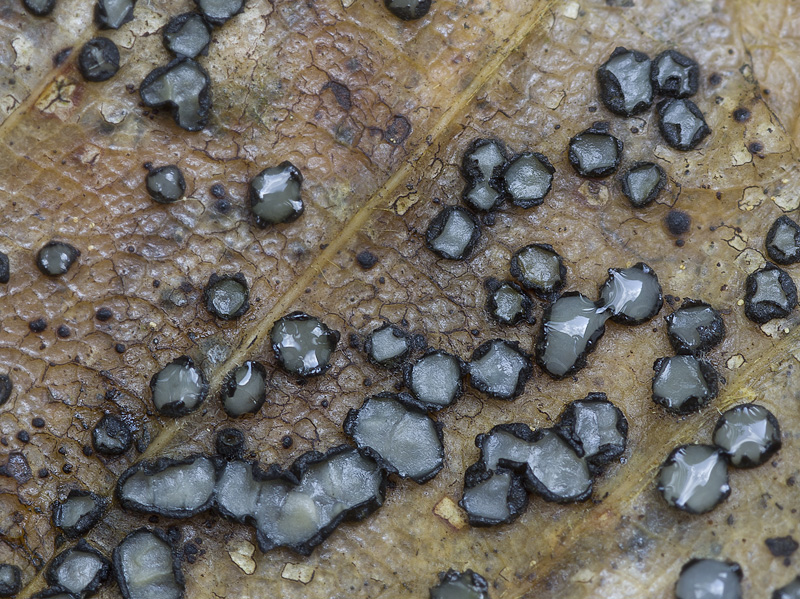 Coccomyces coronatus